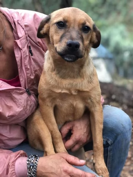 Greta, canile basso lazio | Foto 2