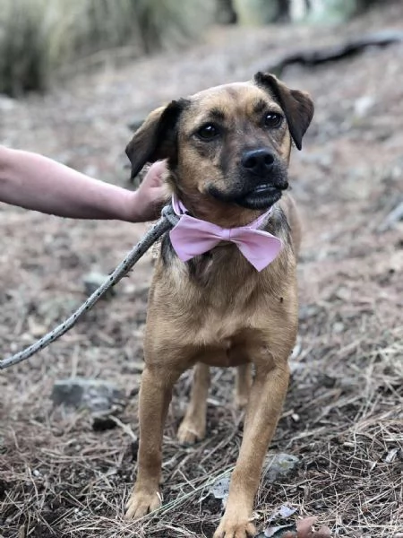 Greta, canile basso lazio | Foto 0