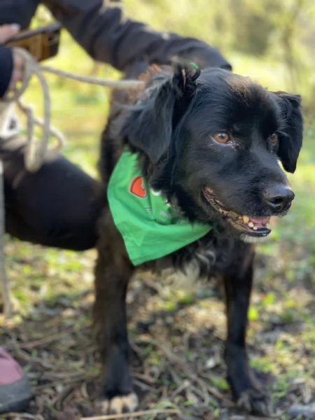 Amico, canile basso lazio | Foto 4