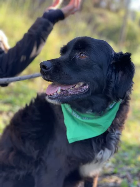 Amico, canile basso lazio | Foto 3