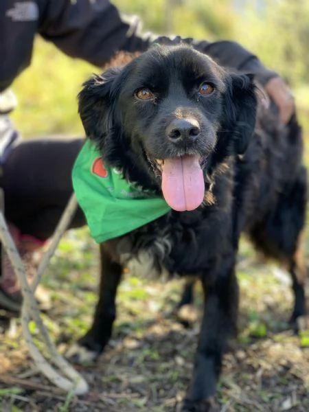 Amico, canile basso lazio | Foto 2