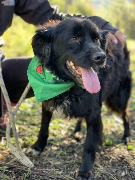 Amico, canile basso lazio | Foto 1