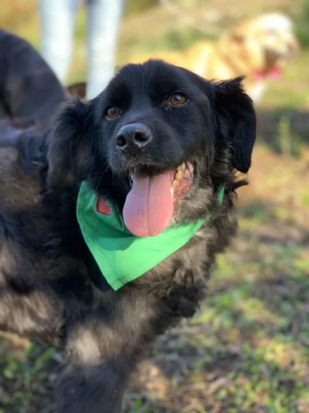 Amico, canile basso lazio