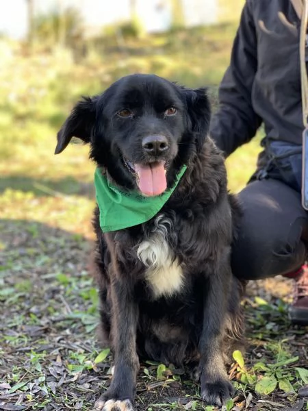 Amico, canile basso lazio | Foto 0