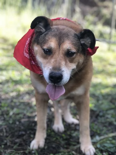 Art&ugrave;, canile basso lazio | Foto 3