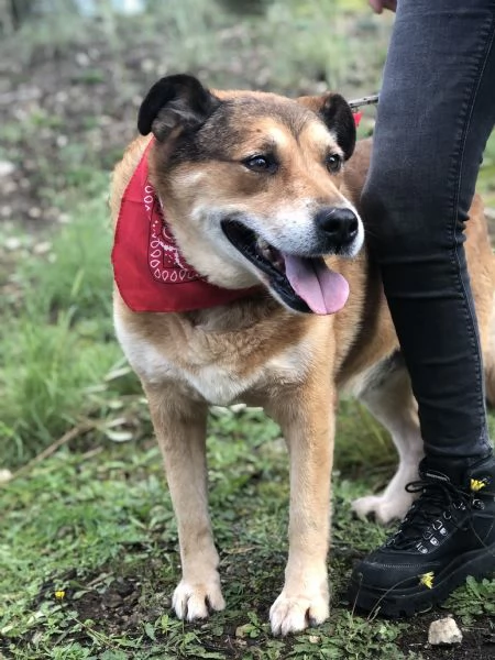 Art&ugrave;, canile basso lazio | Foto 1