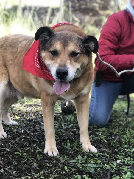 Art&ugrave;, canile basso lazio | Foto 0