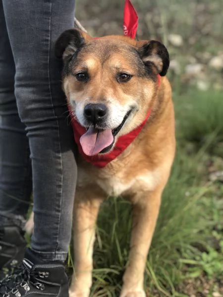 Art&ugrave;, canile basso lazio