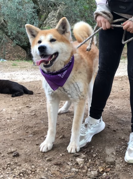 Belle, canile basso lazio | Foto 3