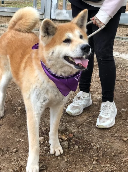 Belle, canile basso lazio | Foto 2