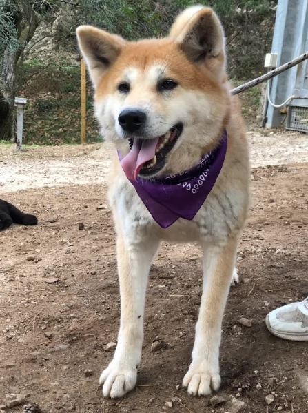 Belle, canile basso lazio | Foto 1