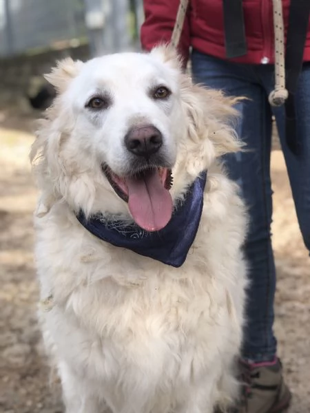 Gelso, canile basso lazio | Foto 2