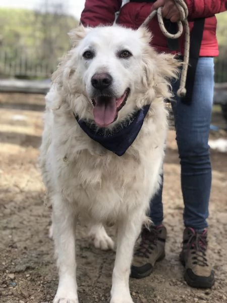 Gelso, canile basso lazio | Foto 1