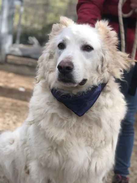 Gelso, canile basso lazio