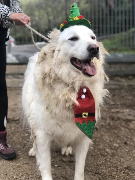 Gelso, canile basso lazio | Foto 0