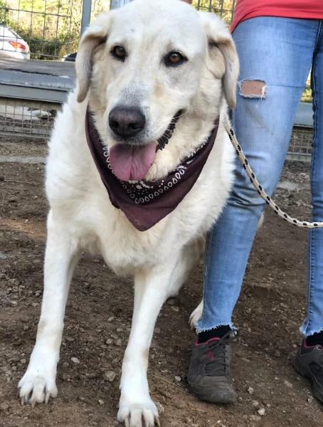 Havana, canile basso lazio | Foto 3