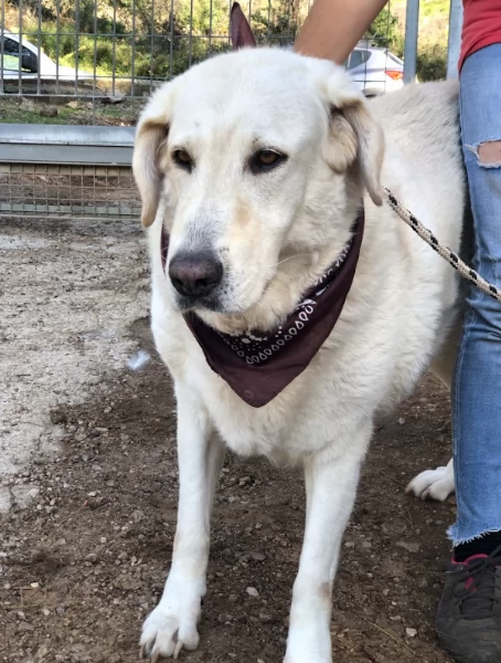 Havana, canile basso lazio | Foto 2