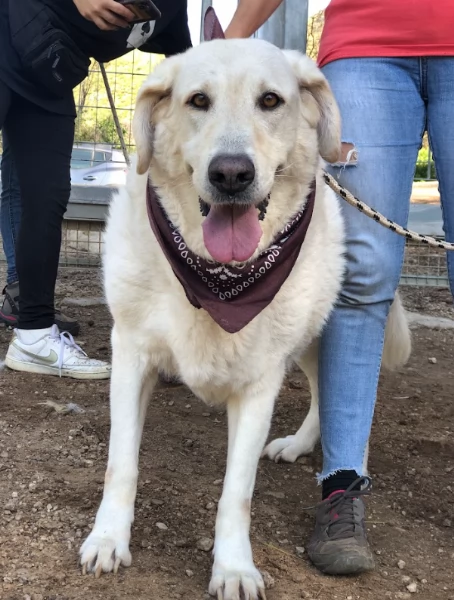 Havana, canile basso lazio