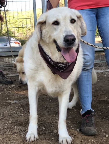 Havana, canile basso lazio | Foto 1