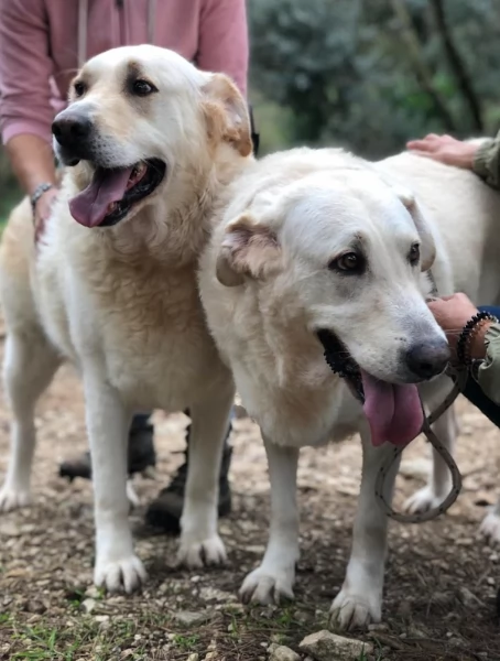 Havana, canile basso lazio | Foto 0