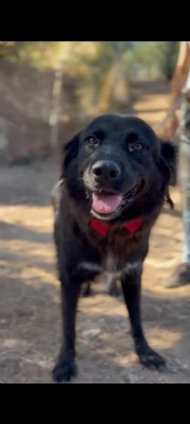 Henn&egrave;, canile basso lazio | Foto 4