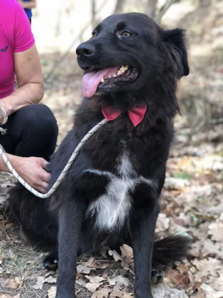 Henn&egrave;, canile basso lazio | Foto 2