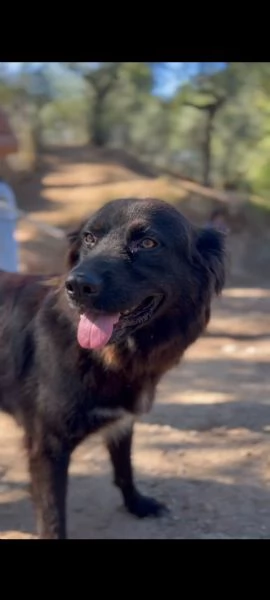 Henn&egrave;, canile basso lazio | Foto 1