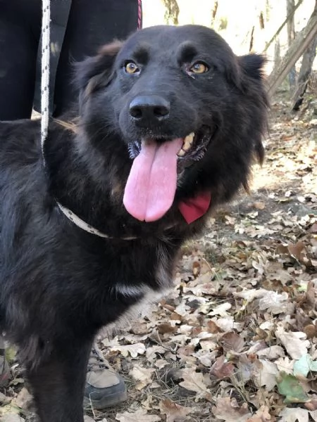 Henn&egrave;, canile basso lazio