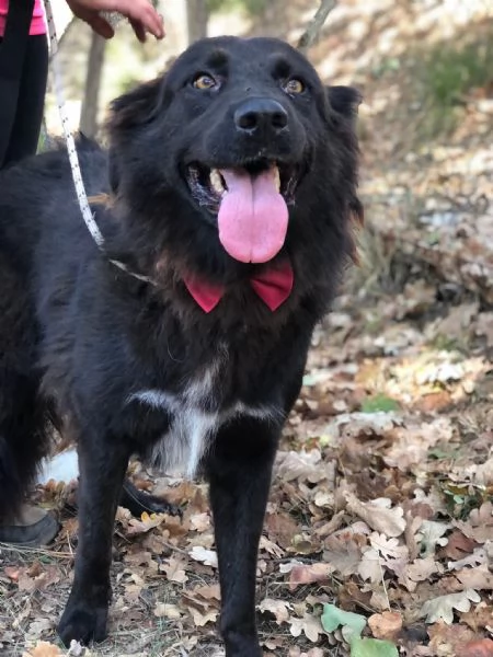 Henn&egrave;, canile basso lazio | Foto 0