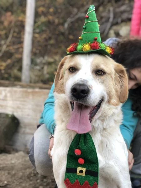 Jackie, canile basso lazio | Foto 5