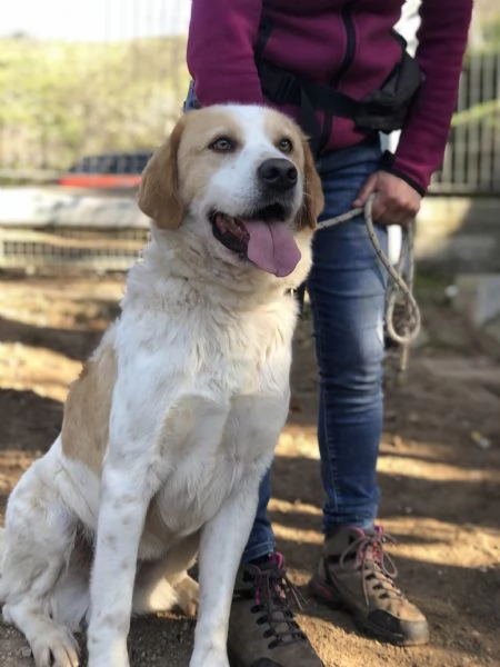 Jackie, canile basso lazio | Foto 4