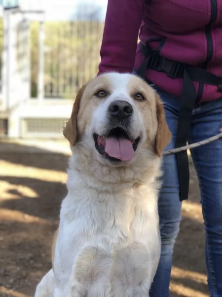 Jackie, canile basso lazio