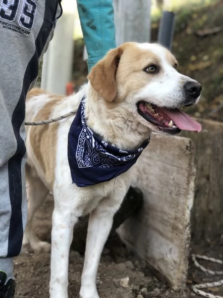 Jackie, canile basso lazio | Foto 3