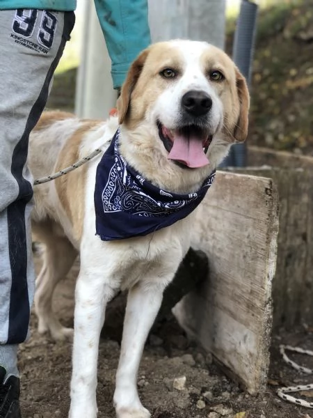 Jackie, canile basso lazio | Foto 2