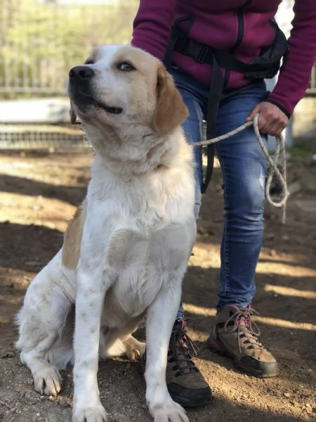 Jackie, canile basso lazio | Foto 1