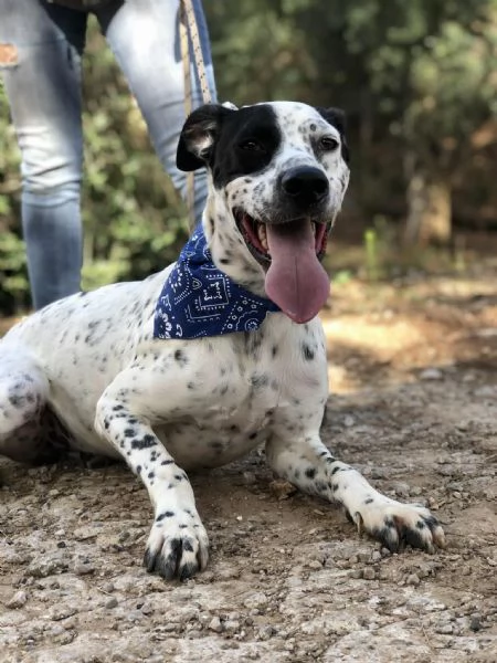 Ken, canile basso lazio | Foto 2