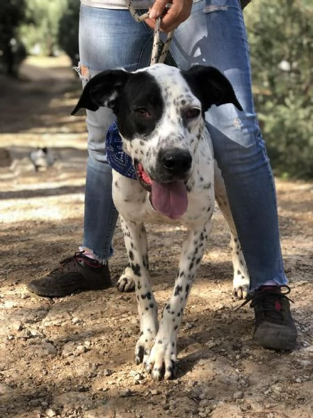 Ken, canile basso lazio | Foto 0