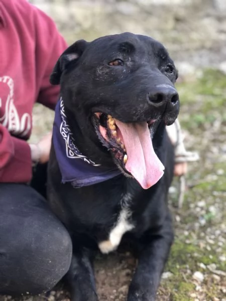 King, canile basso lazio | Foto 5