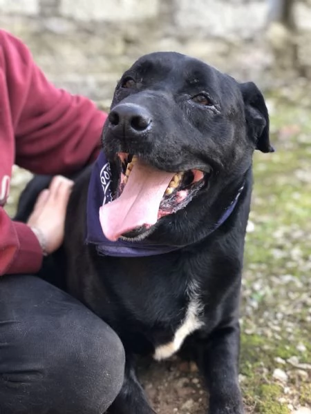 King, canile basso lazio | Foto 4