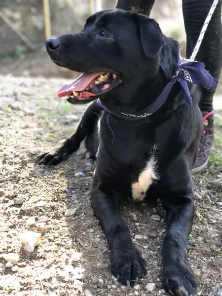 King, canile basso lazio | Foto 1