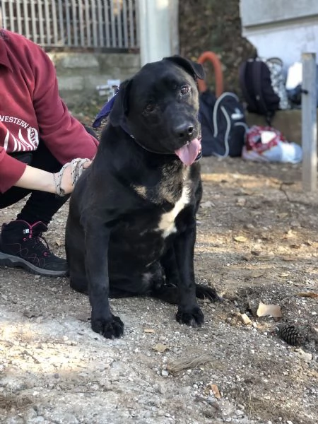 King, canile basso lazio