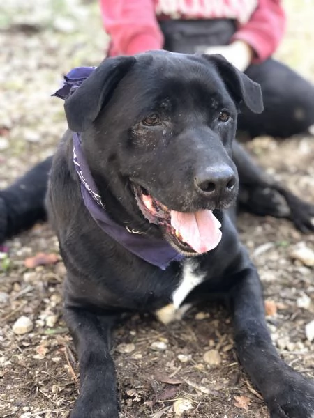 King, canile basso lazio | Foto 0