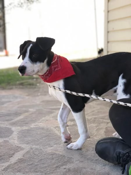 Lilith, canile basso lazio | Foto 2