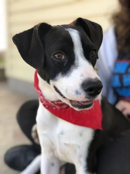 Lilith, canile basso lazio