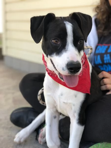 Lilith, canile basso lazio | Foto 1