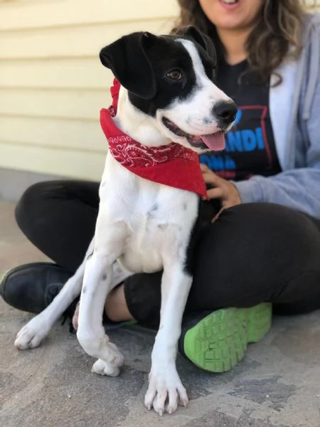 Lilith, canile basso lazio | Foto 0