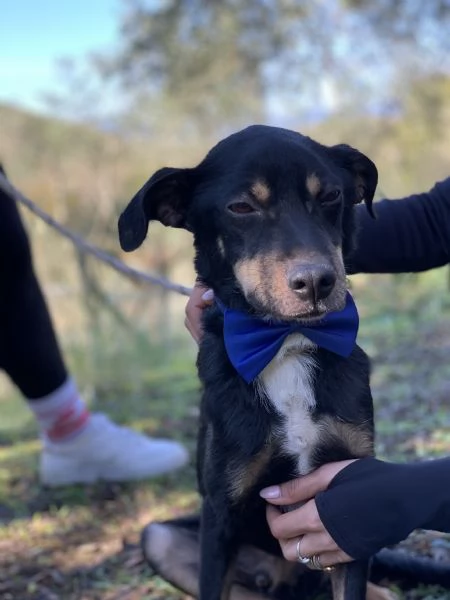 Lucio, canile basso lazio | Foto 5