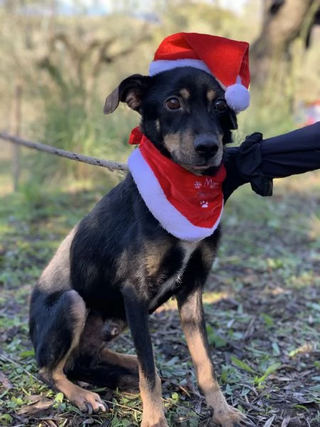 Lucio, canile basso lazio | Foto 3