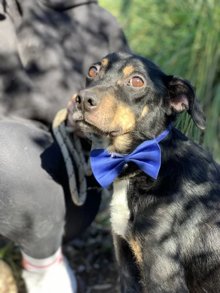 Lucio, canile basso lazio | Foto 2