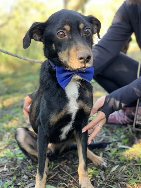 Lucio, canile basso lazio | Foto 1